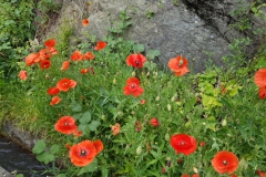 Klatschmohn