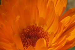 Calendula