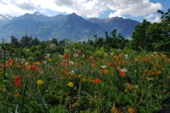 Blumenwiese