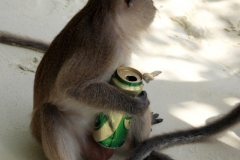 Makake mit geklauter Bierdose