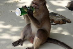 Makake beim Biertrinken