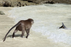 Makaken gehen auch ins Wasser