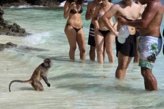 Makaken gehen auch ins Wasser