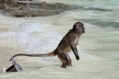 Makaken gehen auch ins Wasser