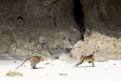 Makaken streiten um geklaute Banana.
