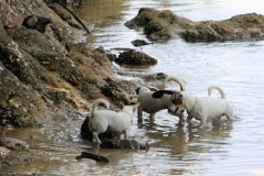 Hunde beim Fischen